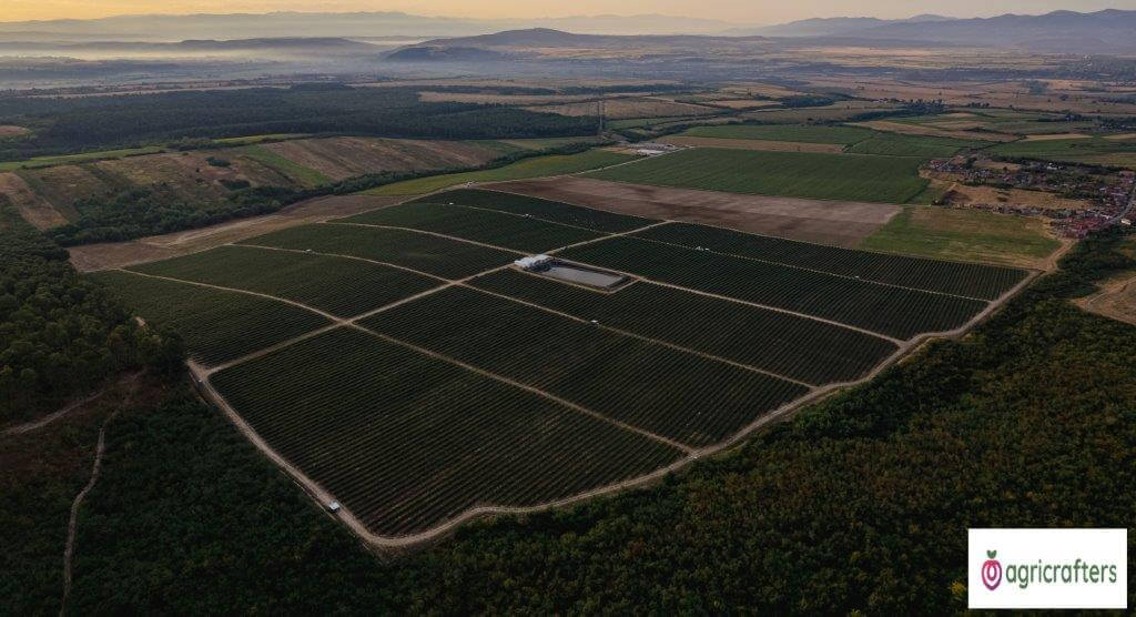 Agricrafters exporta afine in Orientul Mijlociu
